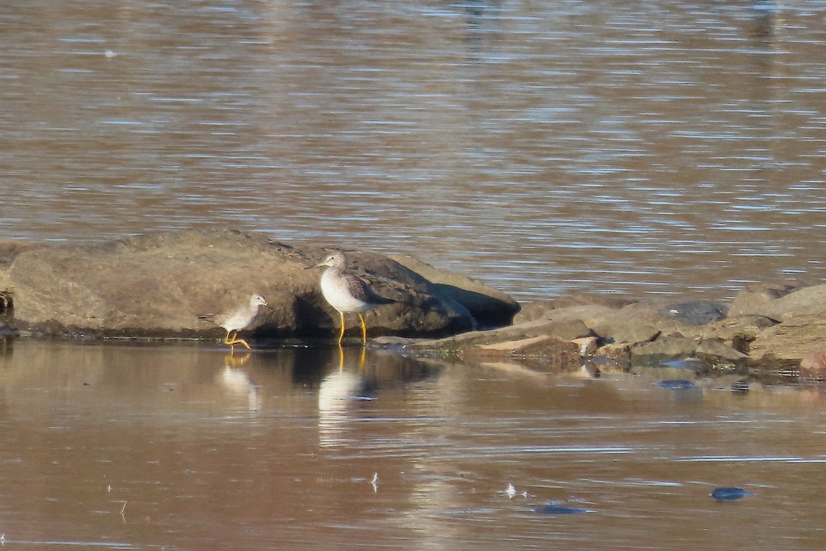 Lesser Yellowlegs - ML644884110