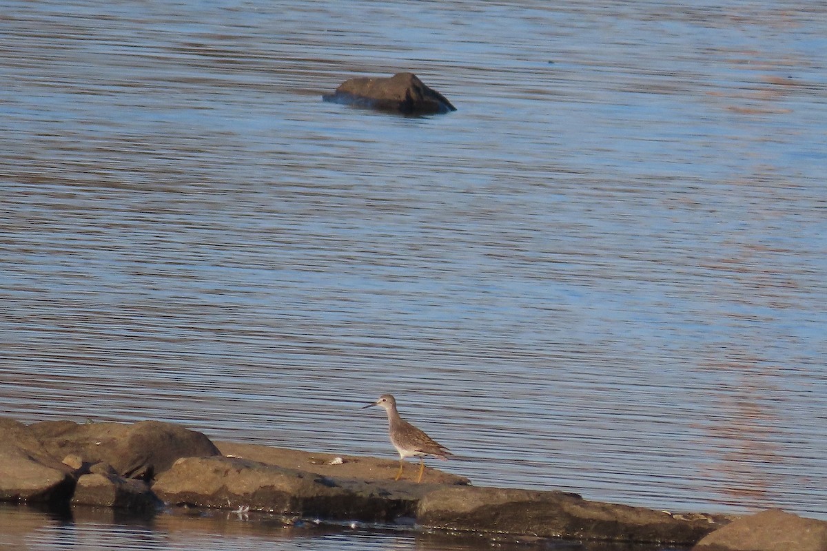 Lesser Yellowlegs - ML644884111