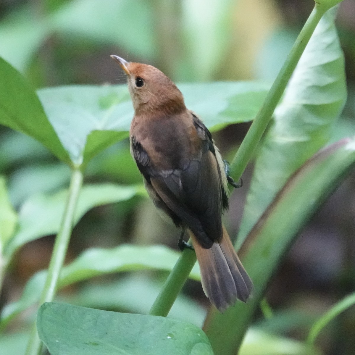 Tahiti Monarch - ML644884113