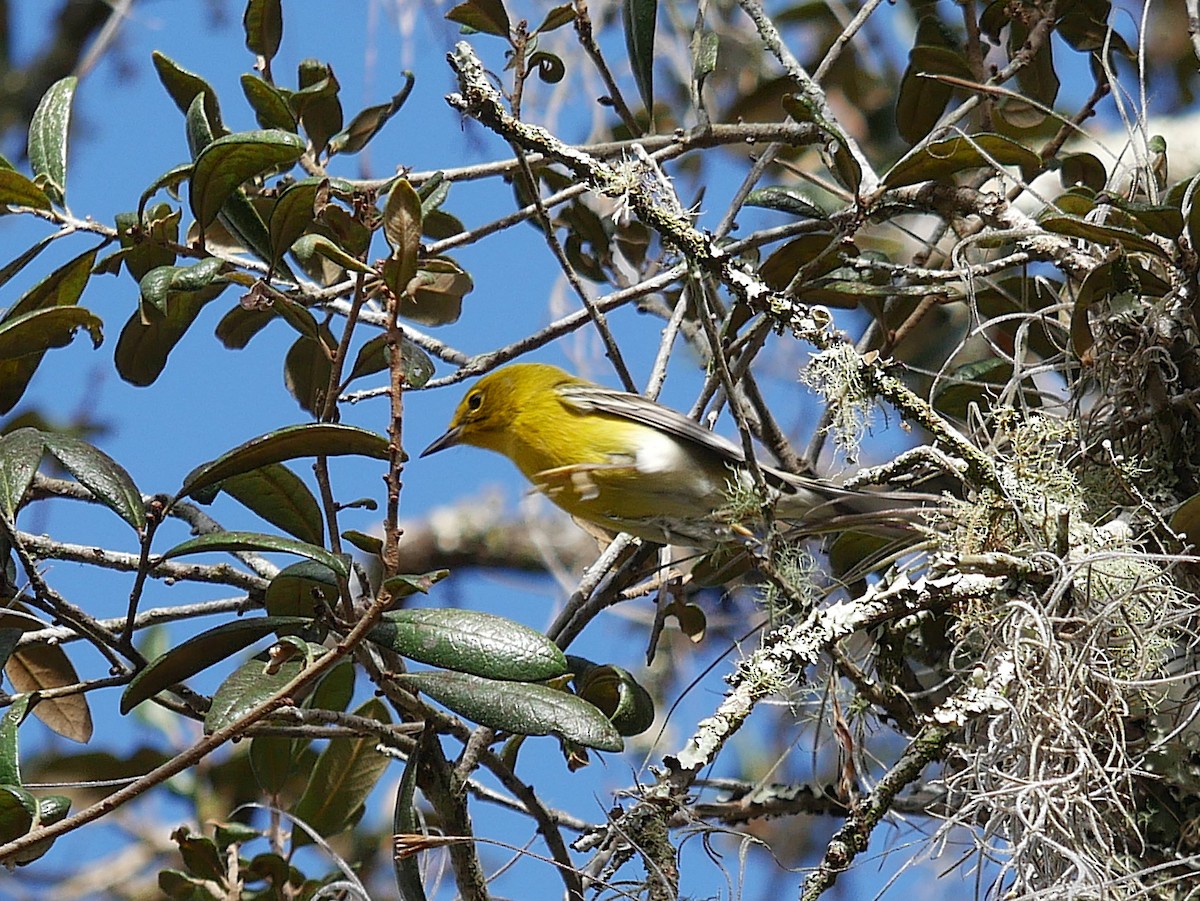 Pine Warbler - ML644884123