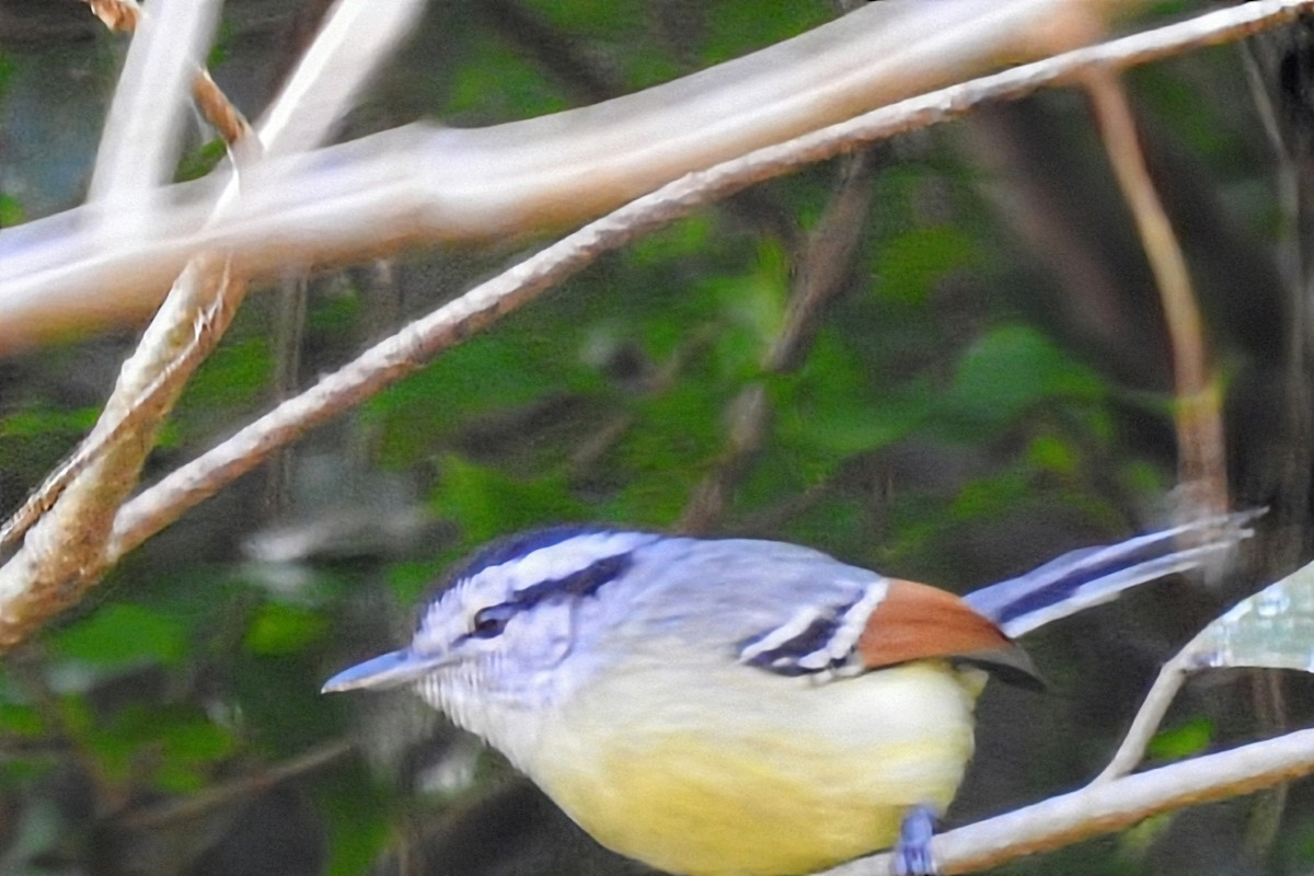 Rufous-margined Antwren - ML644884139