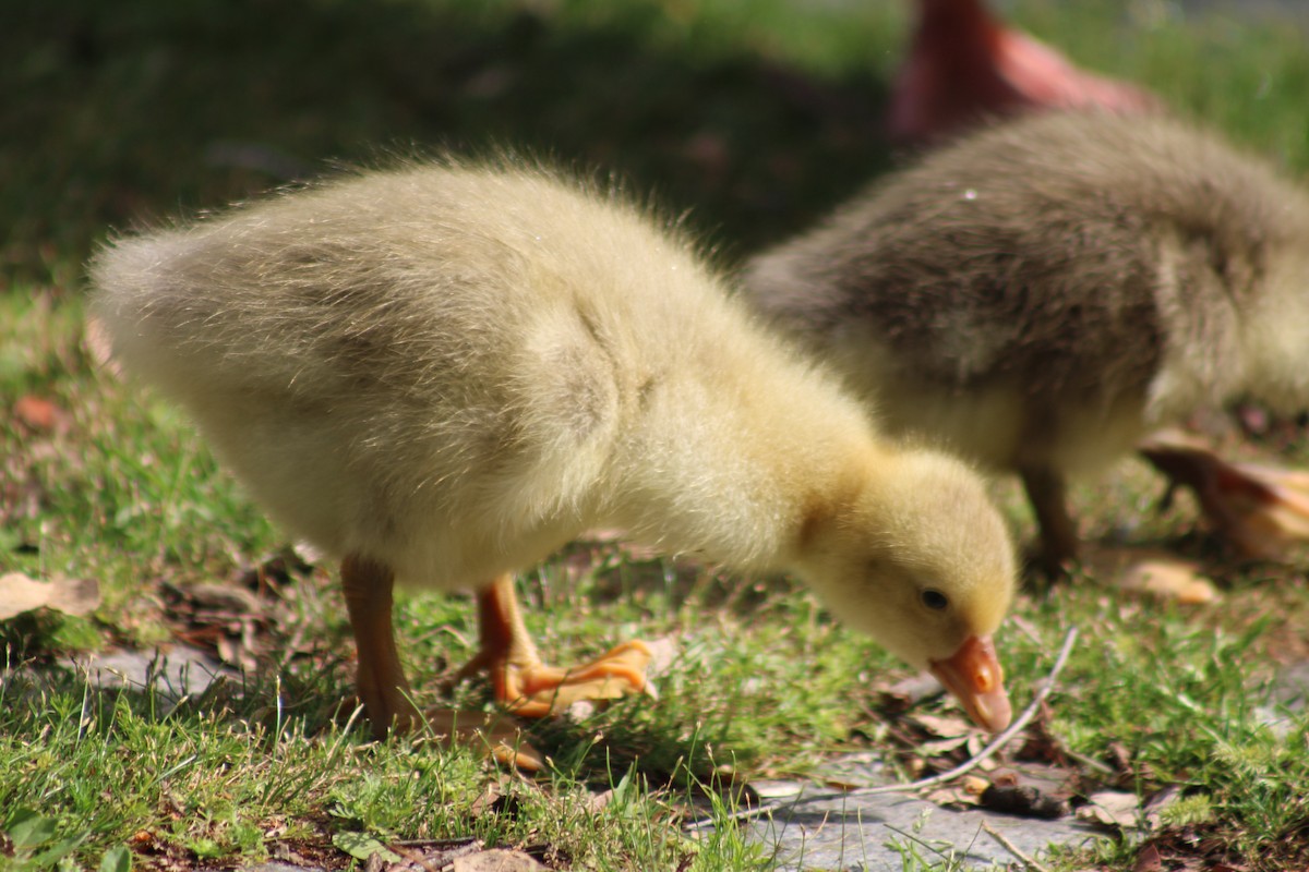 Graylag Goose (Domestic type) - ML644884154