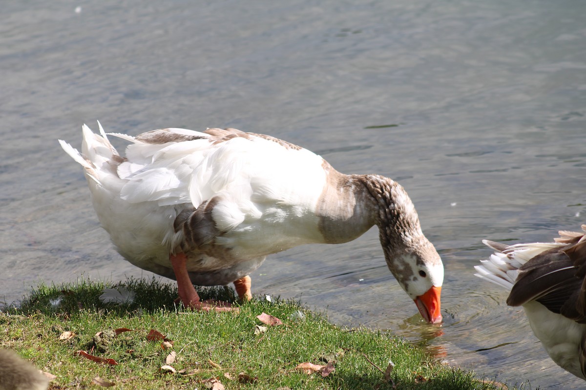 Graylag Goose (Domestic type) - ML644884155