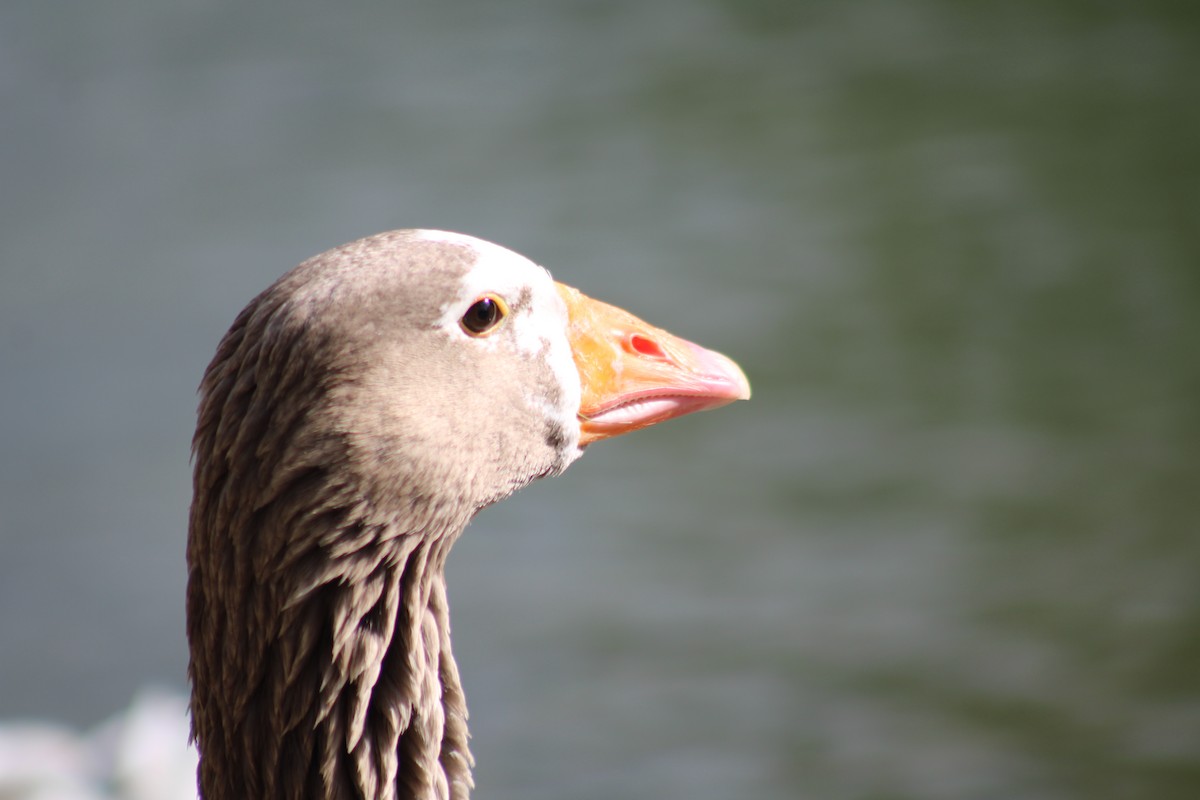 Graylag Goose (Domestic type) - ML644884156