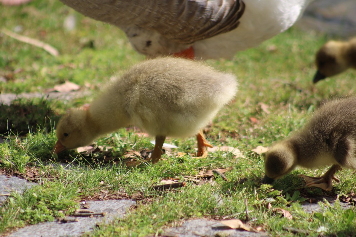 Graylag Goose (Domestic type) - ML644884160