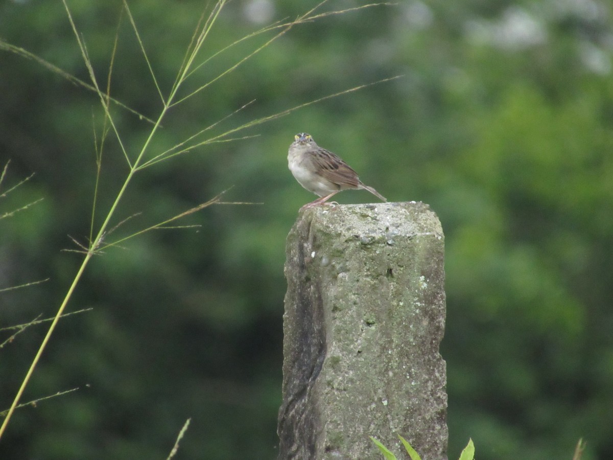 Grassland Sparrow - ML644884161