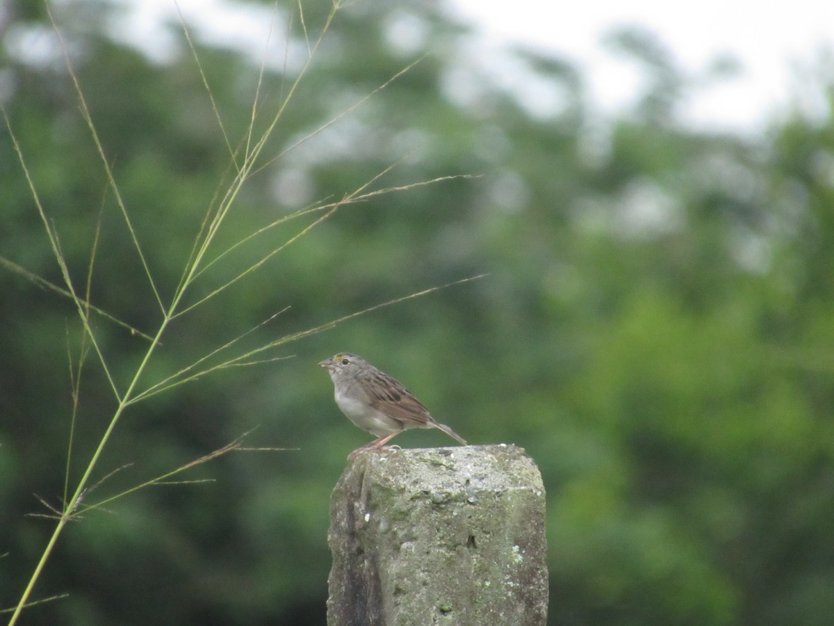 Grassland Sparrow - ML644884162