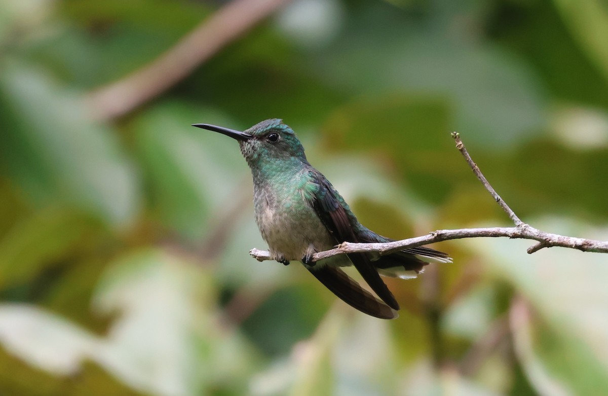 Scaly-breasted Hummingbird - ML644884164