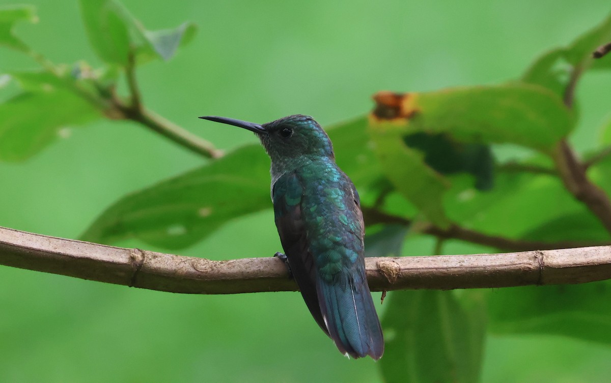 Scaly-breasted Hummingbird - ML644884165