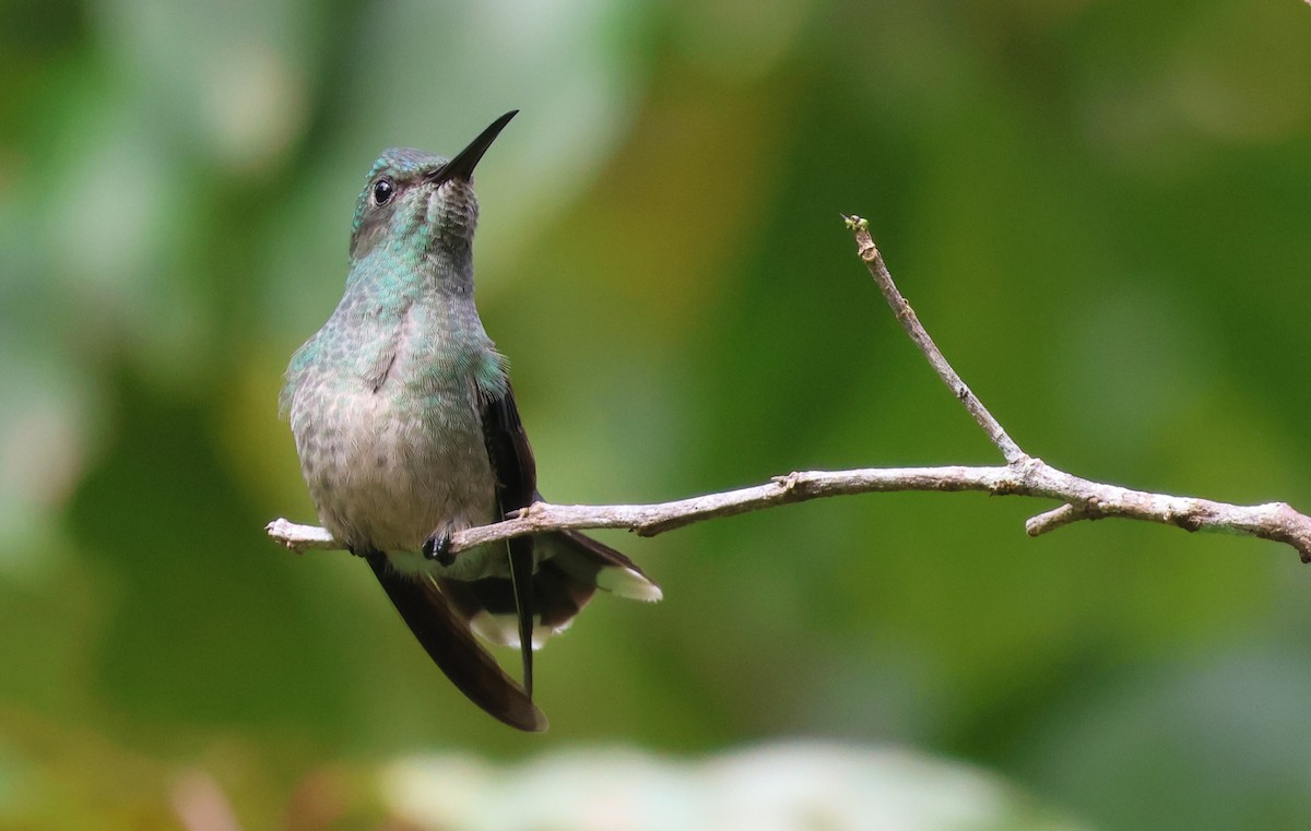 Scaly-breasted Hummingbird - ML644884166
