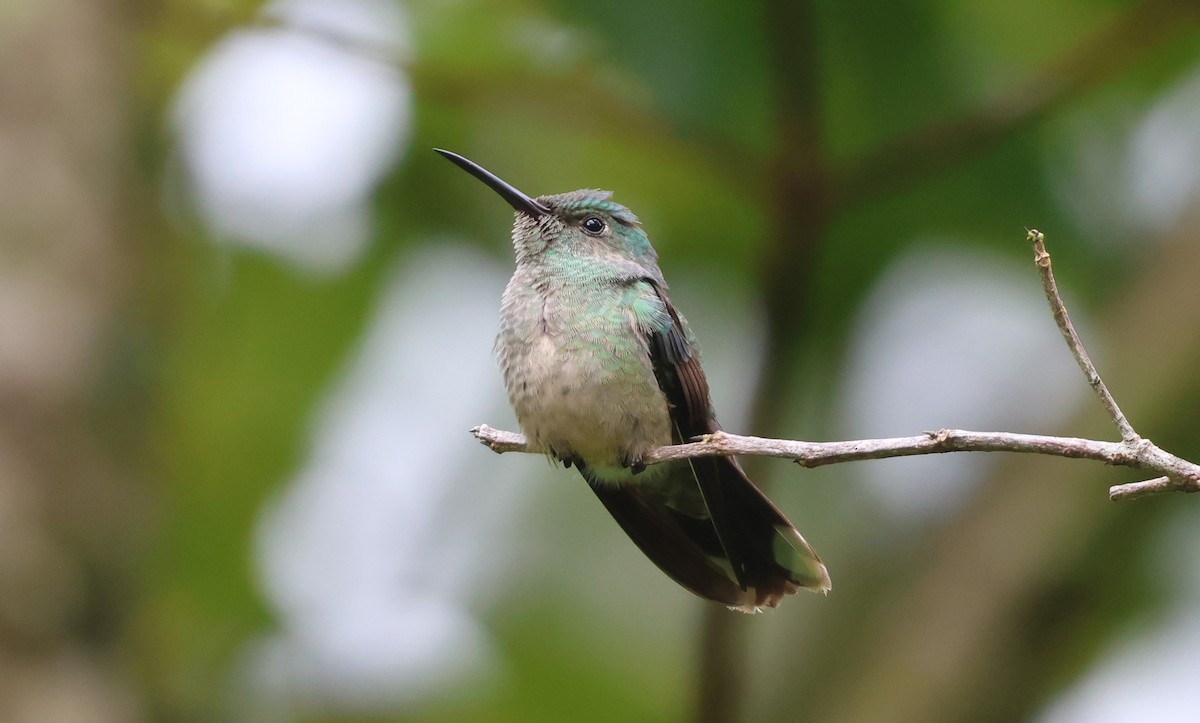 Scaly-breasted Hummingbird - ML644884167