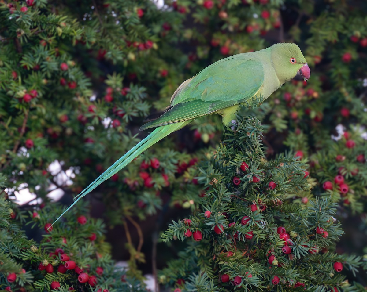 Rose-ringed Parakeet - ML644884171