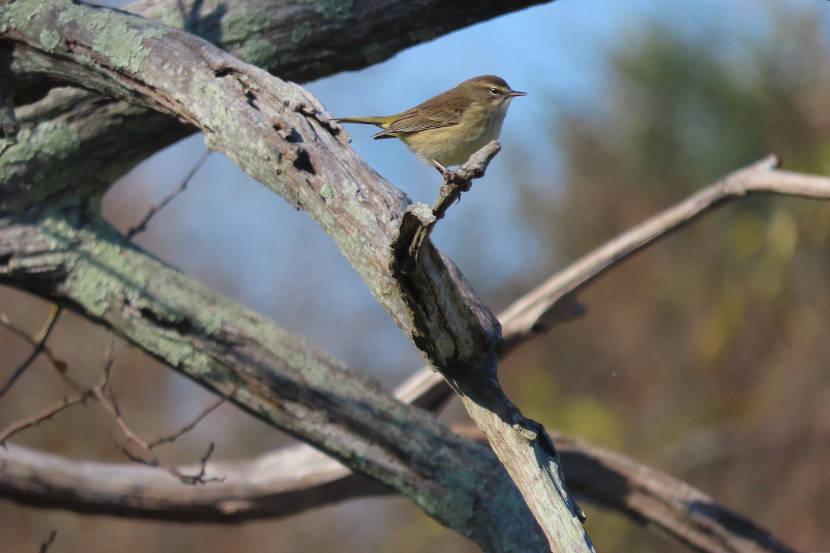 Palm Warbler (Western) - ML644884174