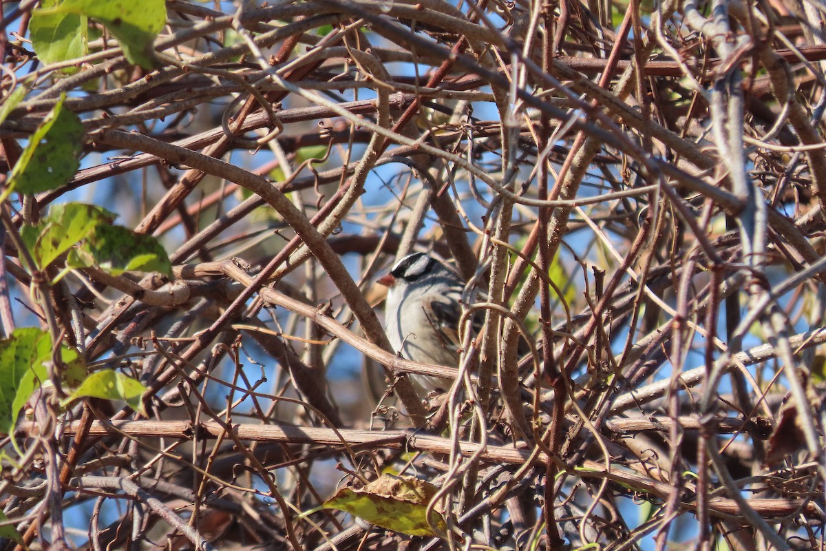 White-crowned Sparrow - ML644884185