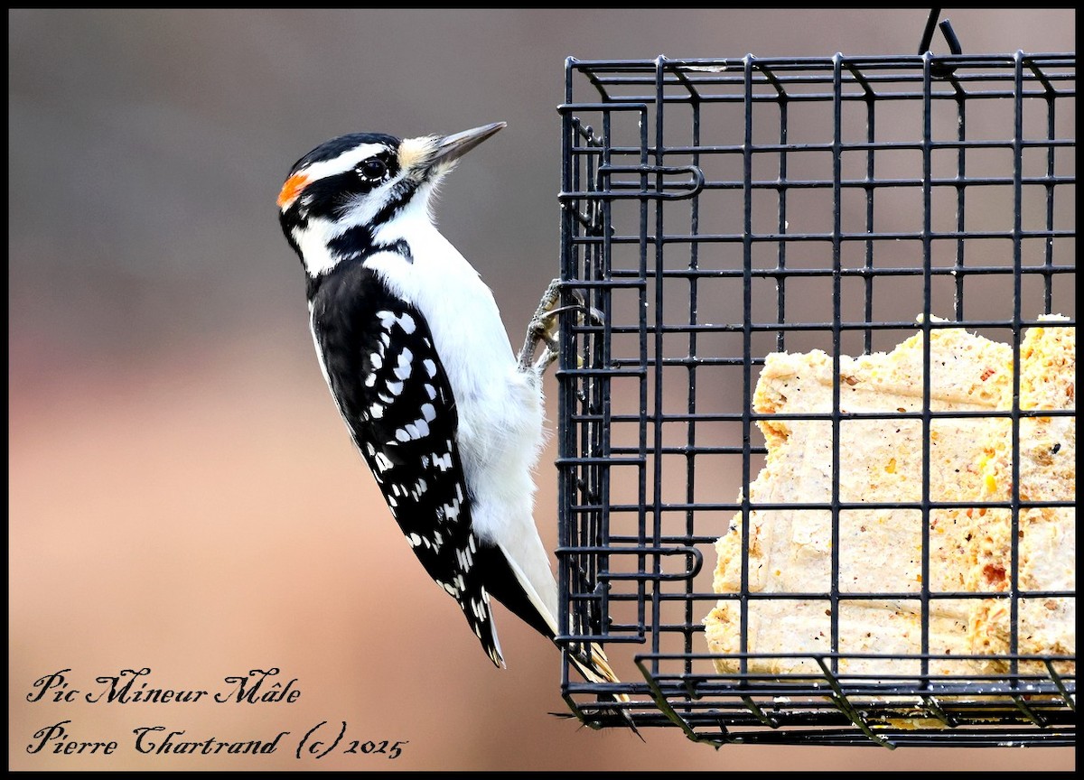 Dunenspecht - ML644884186