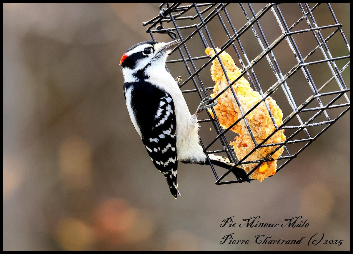 Dunenspecht - ML644884187