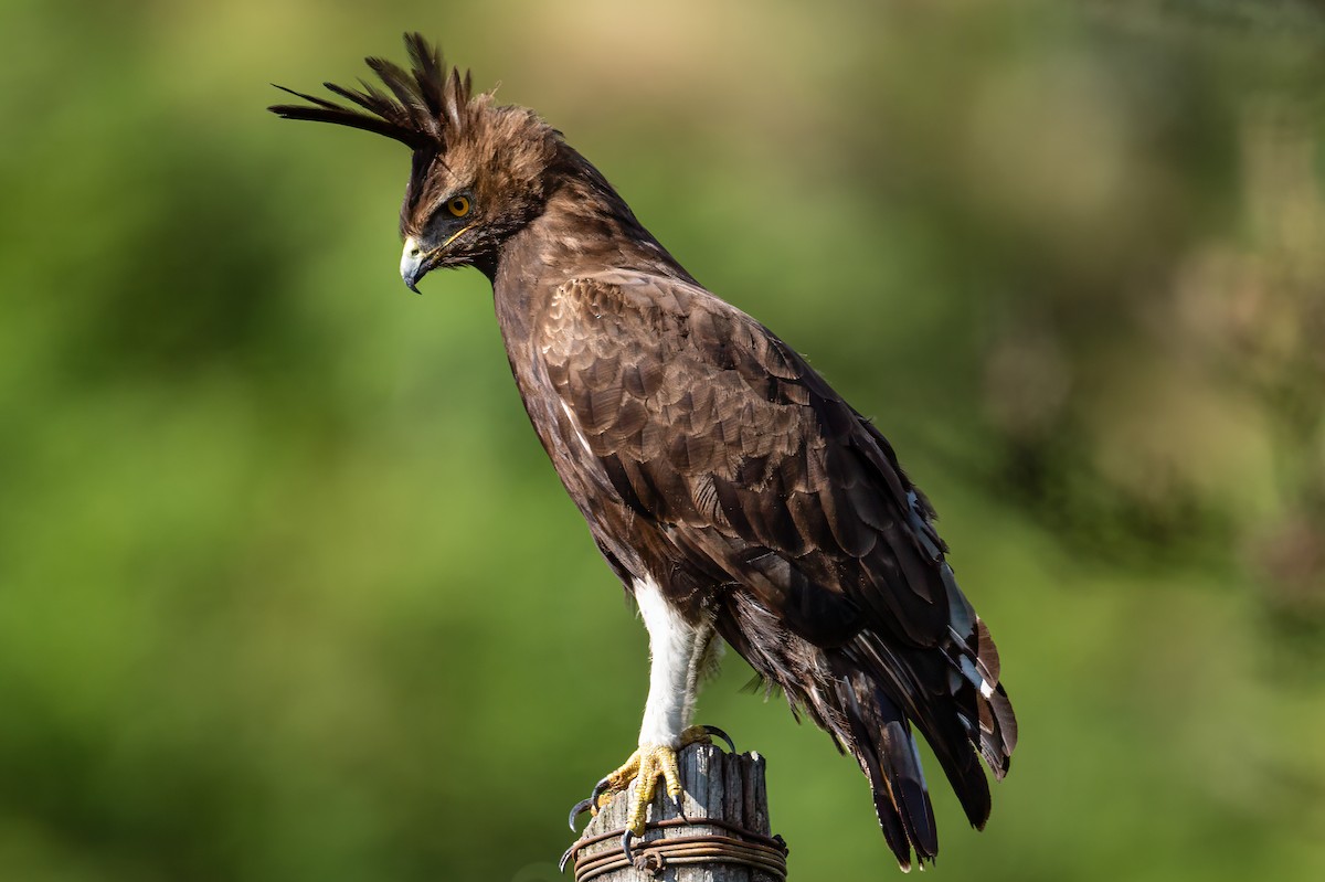Long-crested Eagle - ML644884188