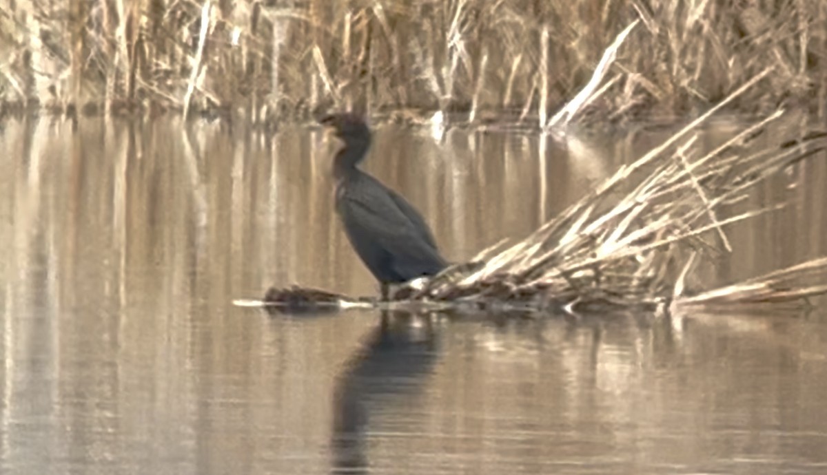 Double-crested Cormorant - ML644884192