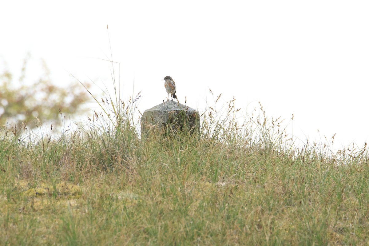 European Stonechat - ML644884205