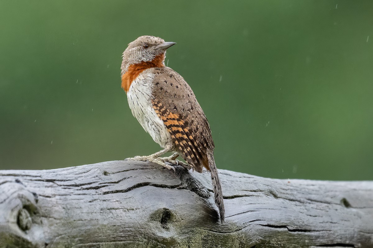 Red-throated Wryneck - ML644884211