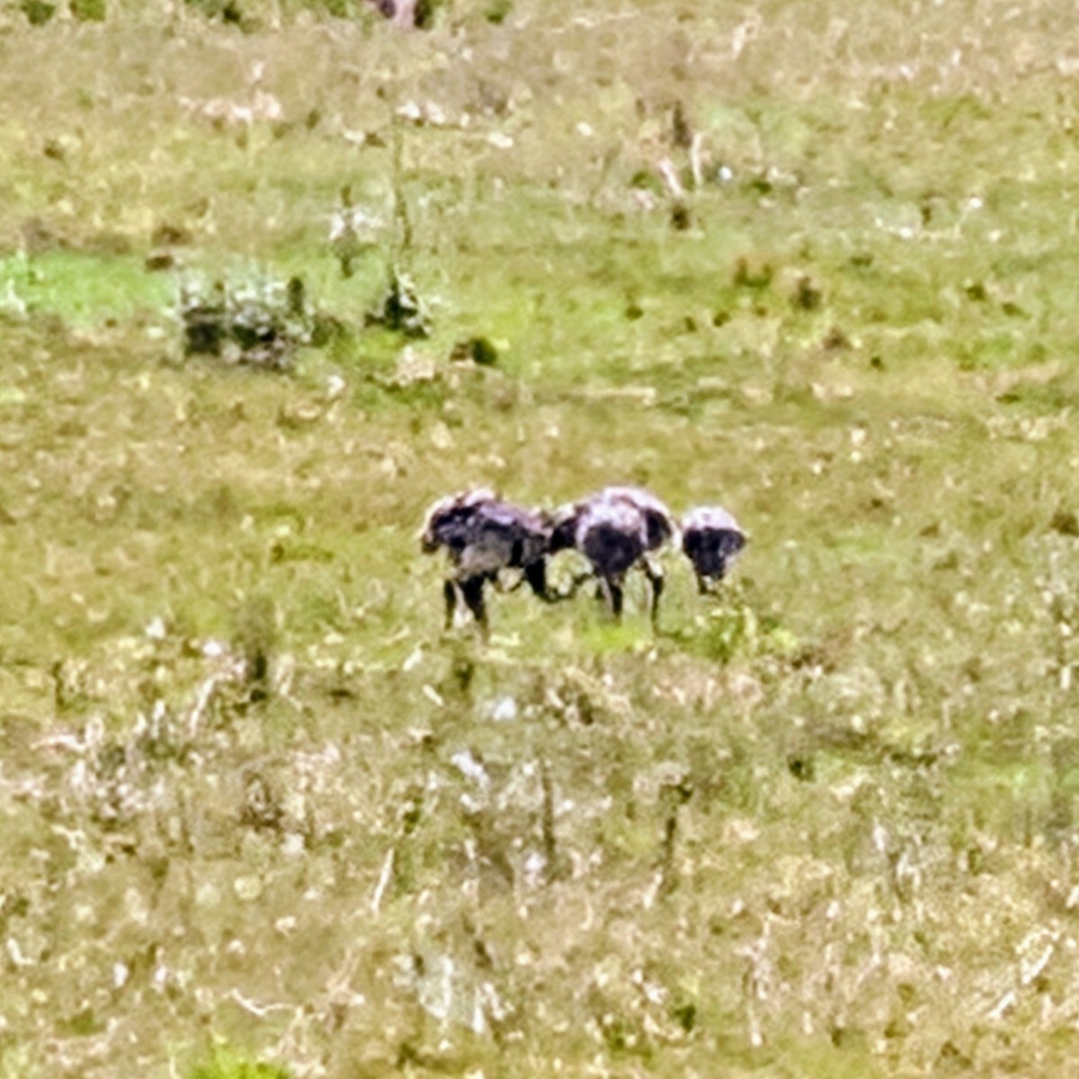 Greater Rhea - ML644884220