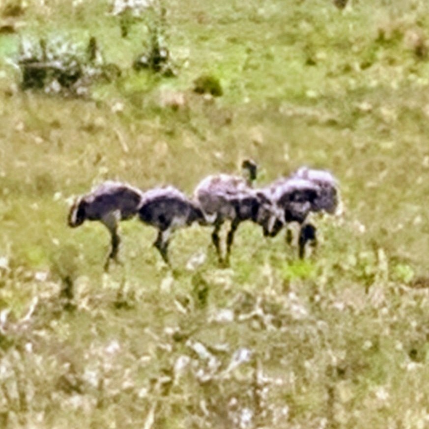 Greater Rhea - ML644884221