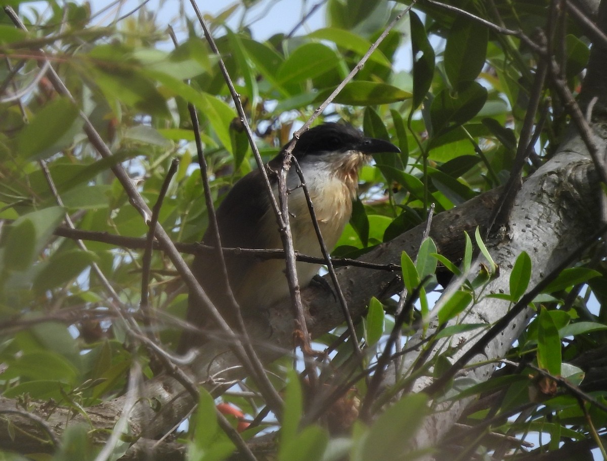 Кукліло бурий - ML644884222