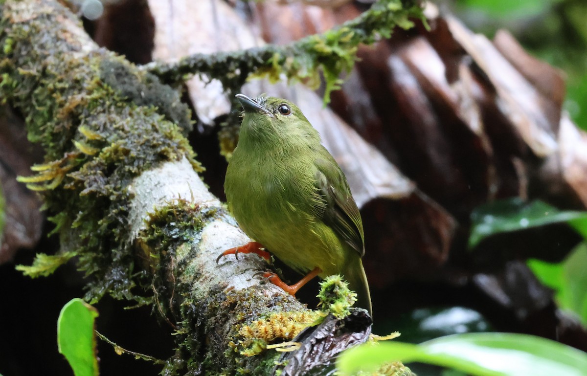 White-collared Manakin - ML644884223
