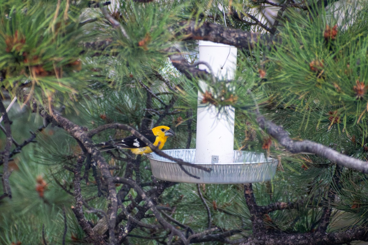 Yellow Grosbeak - ML644884243
