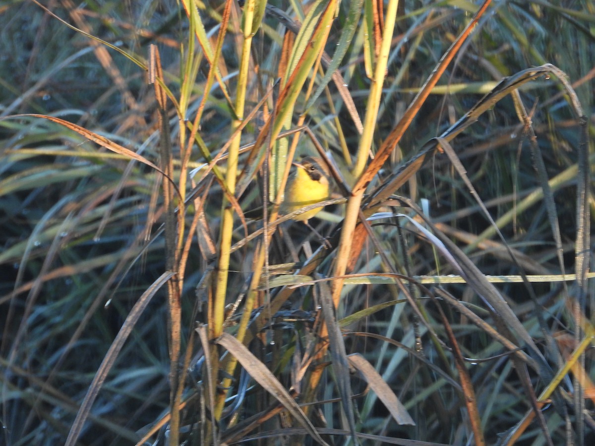 Common Yellowthroat - ML644884251