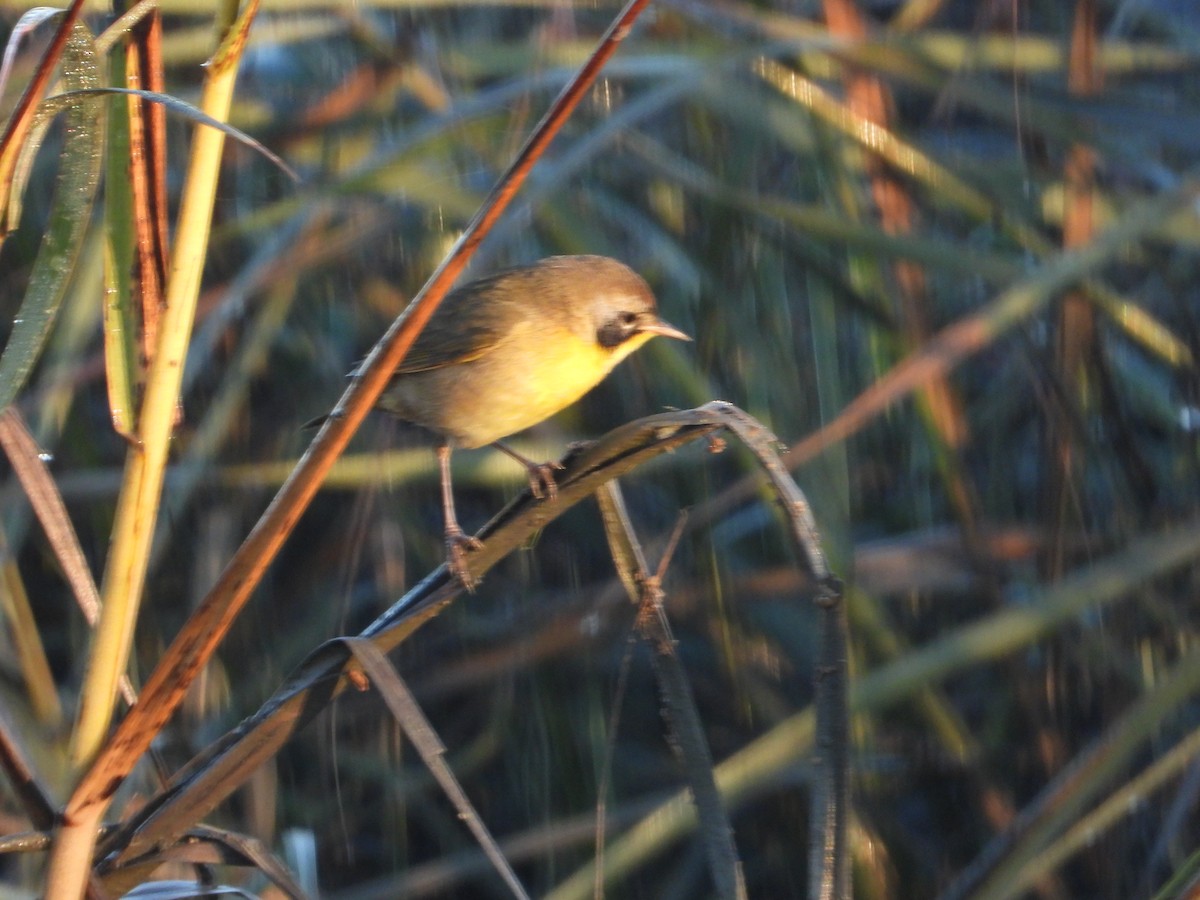 Common Yellowthroat - ML644884252