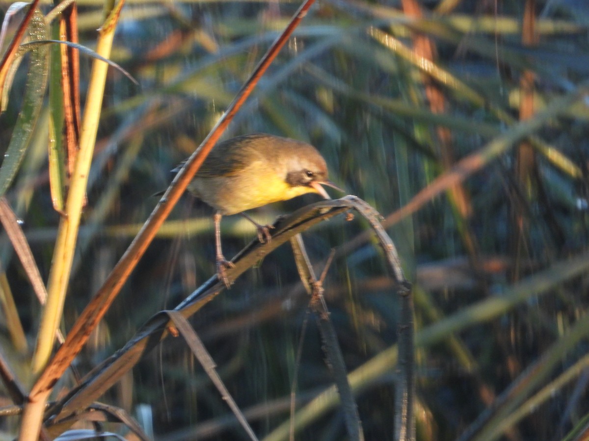 Common Yellowthroat - ML644884253