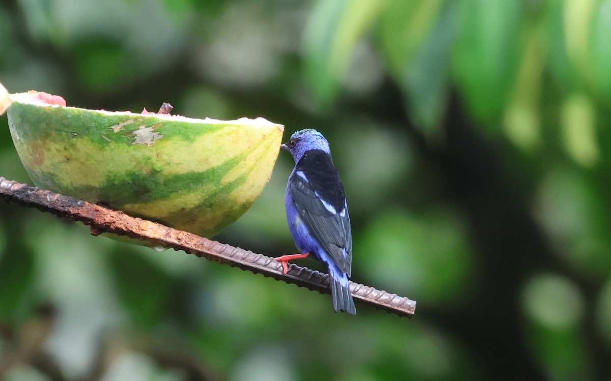 Red-legged Honeycreeper - ML644884255