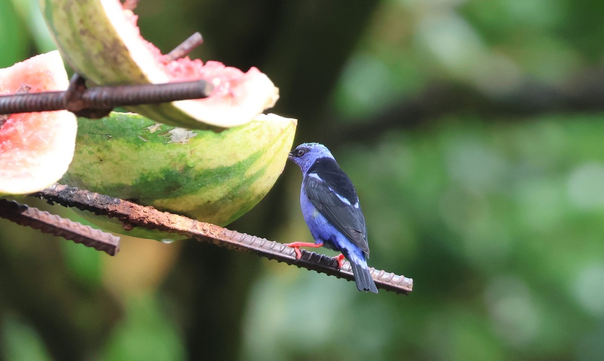 Red-legged Honeycreeper - ML644884256