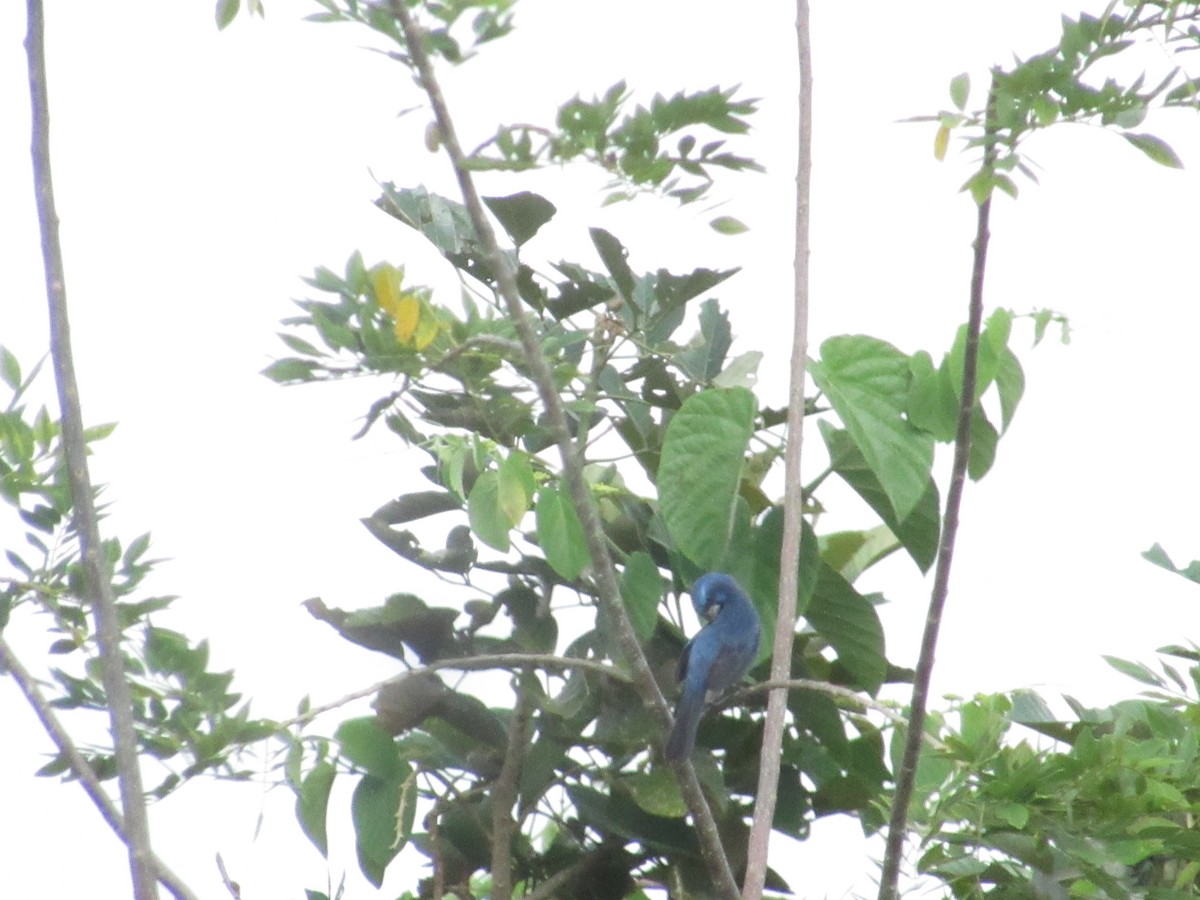 Ultramarine Grosbeak - ML644884259