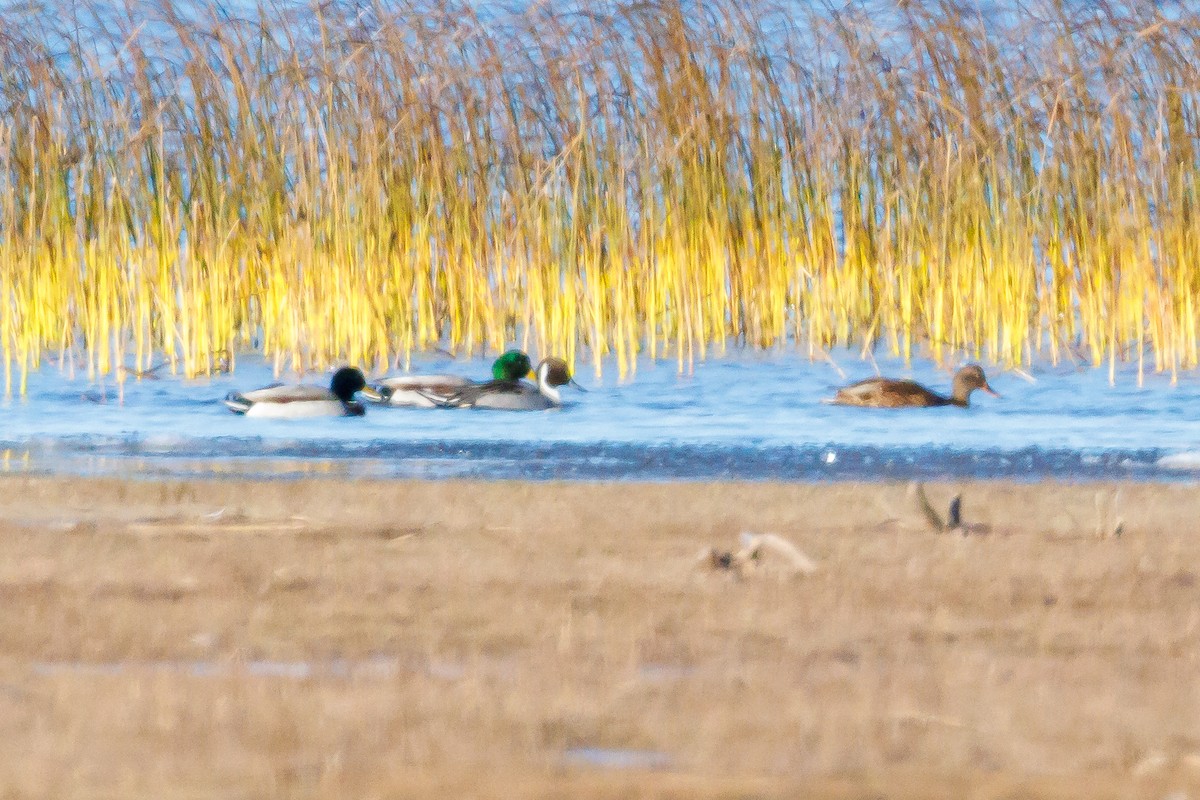 Northern Pintail - ML644884264
