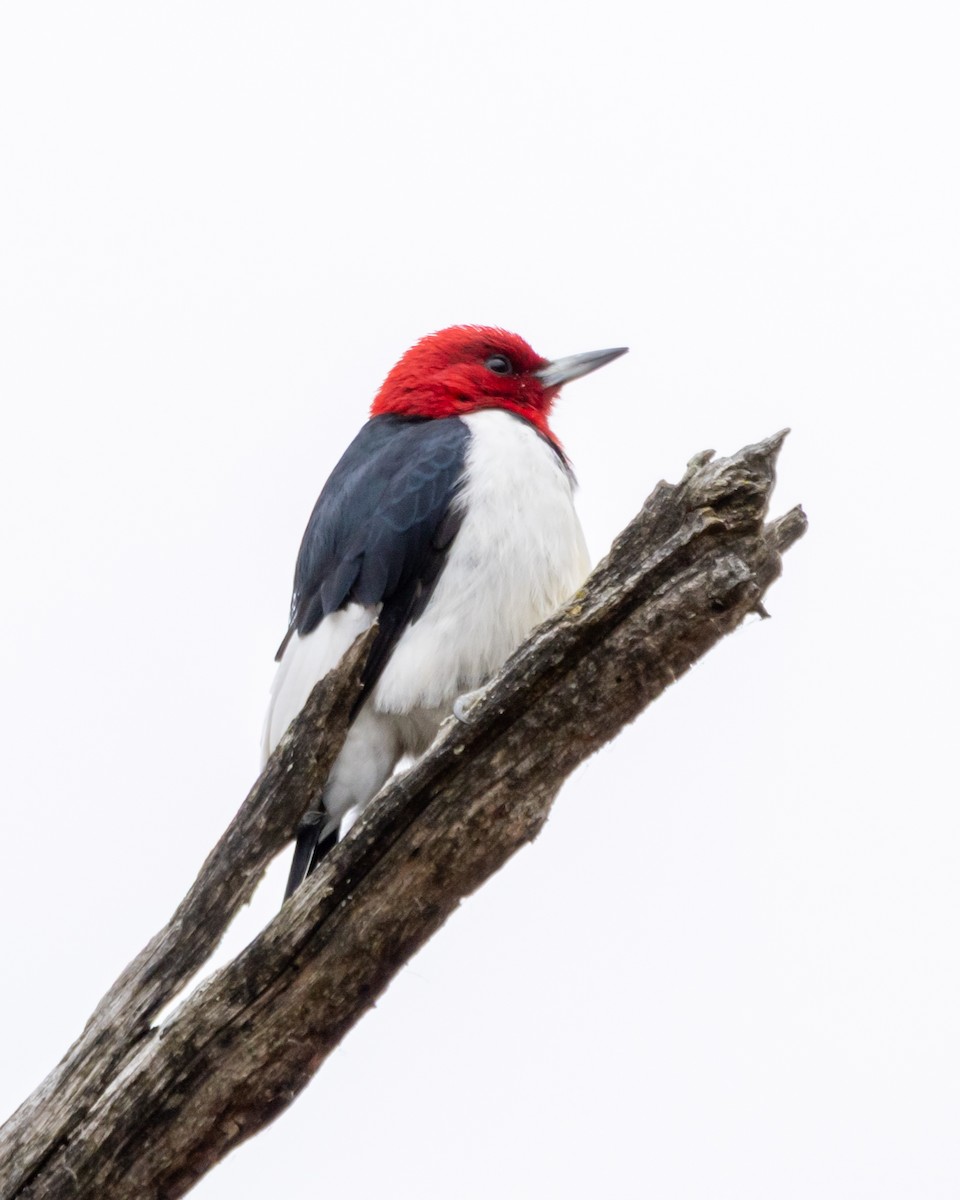 Red-headed Woodpecker - ML644884282