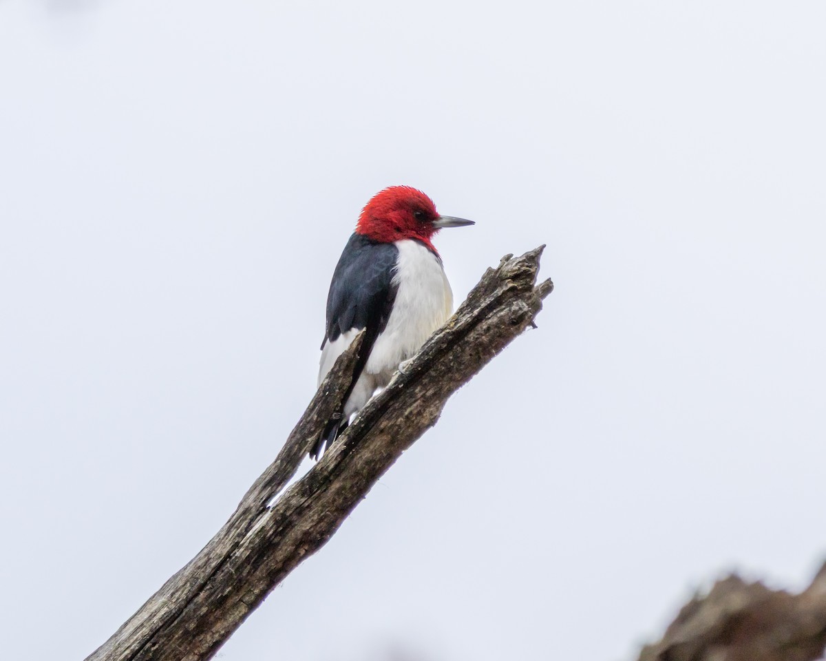 Red-headed Woodpecker - ML644884283