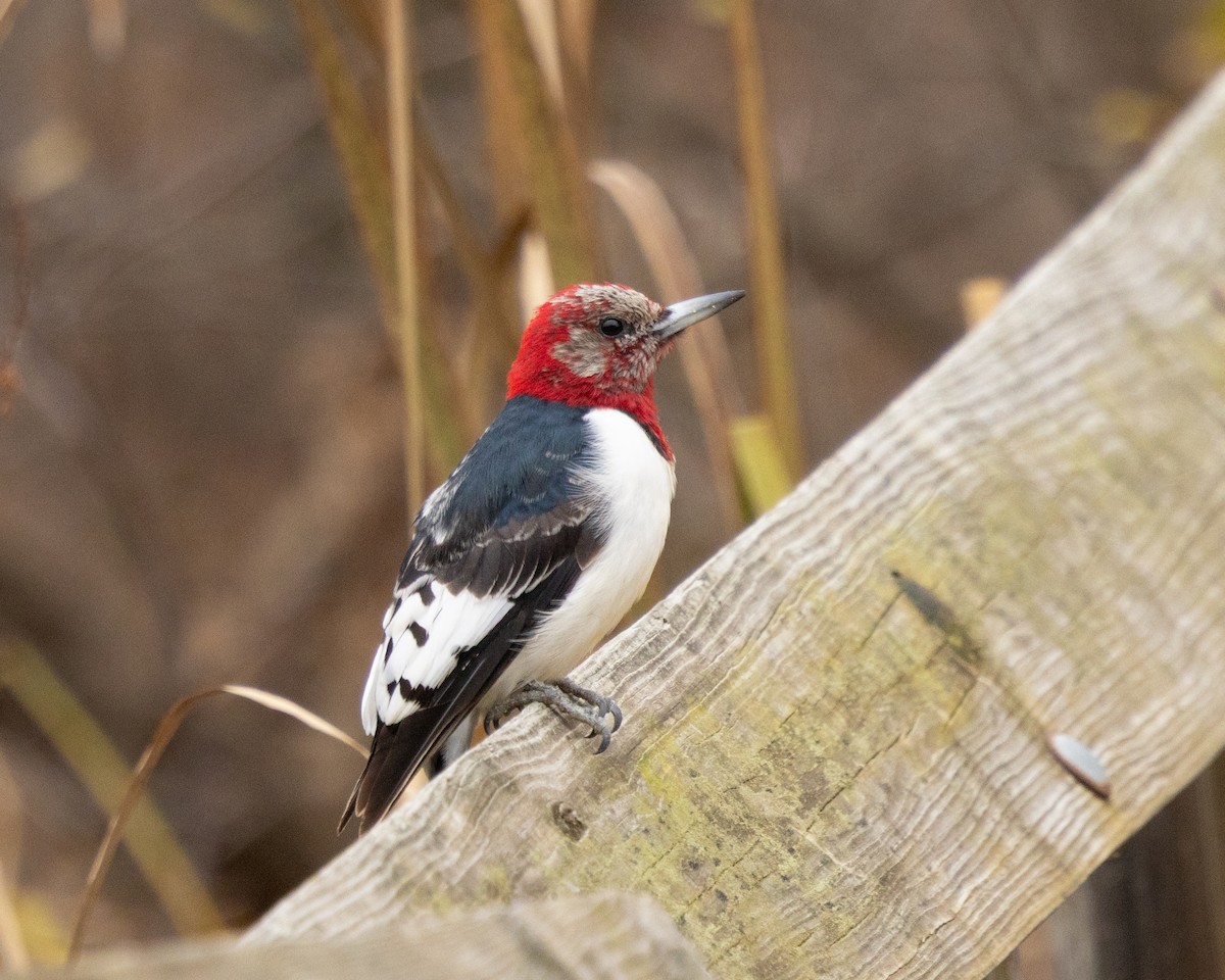 Red-headed Woodpecker - ML644884284
