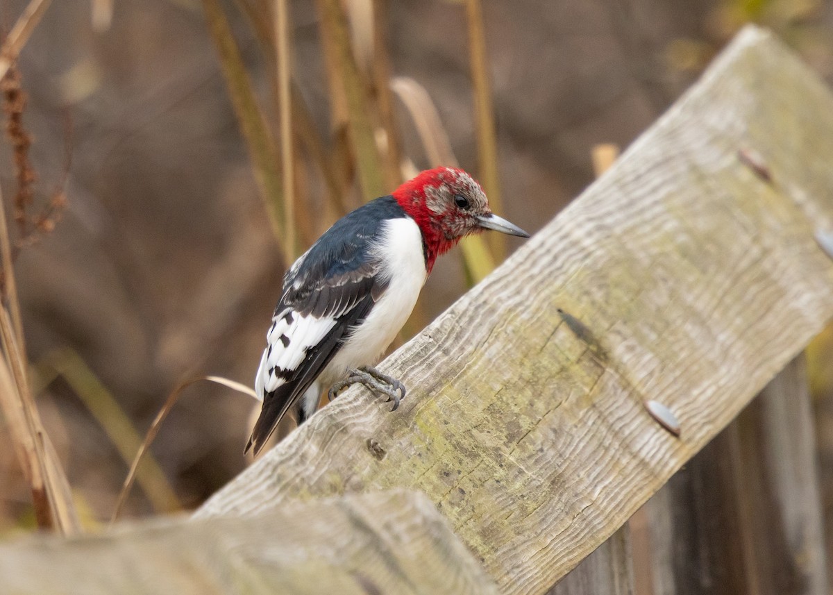 Red-headed Woodpecker - ML644884285