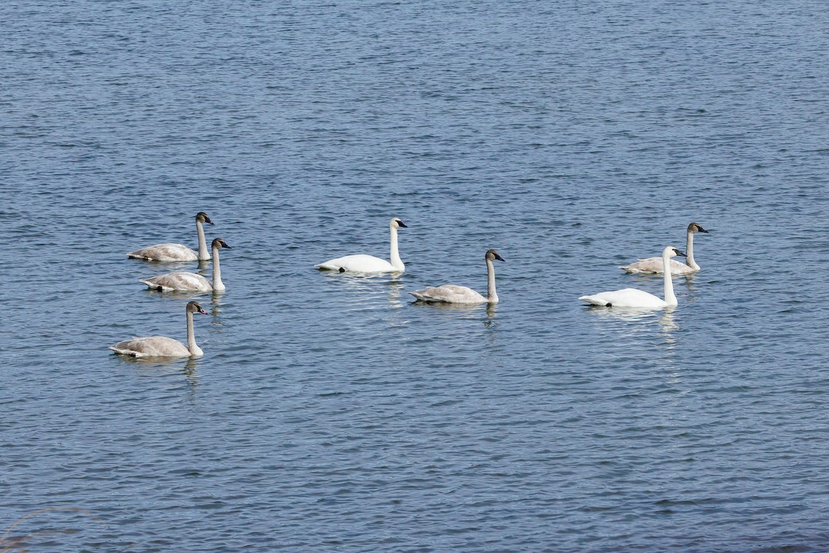 Trumpeter Swan - ML644884287