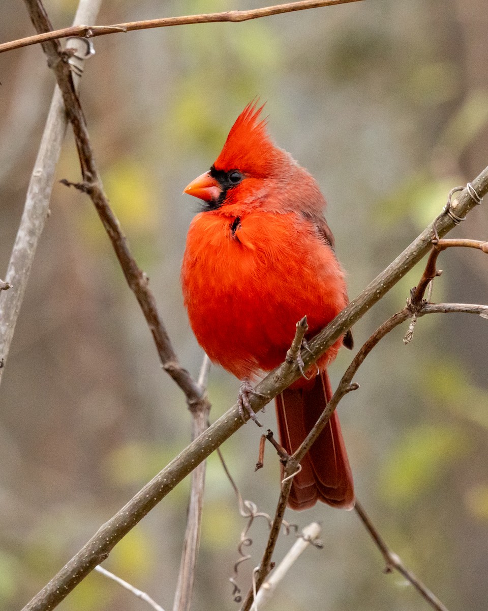 Northern Cardinal - ML644884298