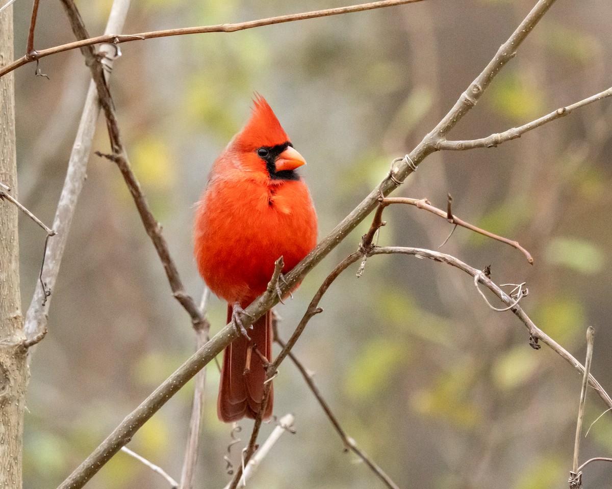 Northern Cardinal - ML644884299