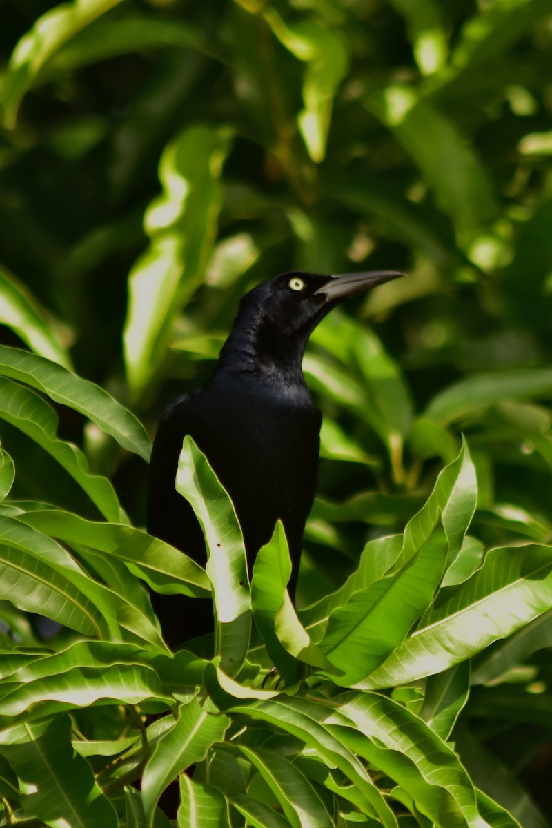 Great-tailed Grackle - ML644884300