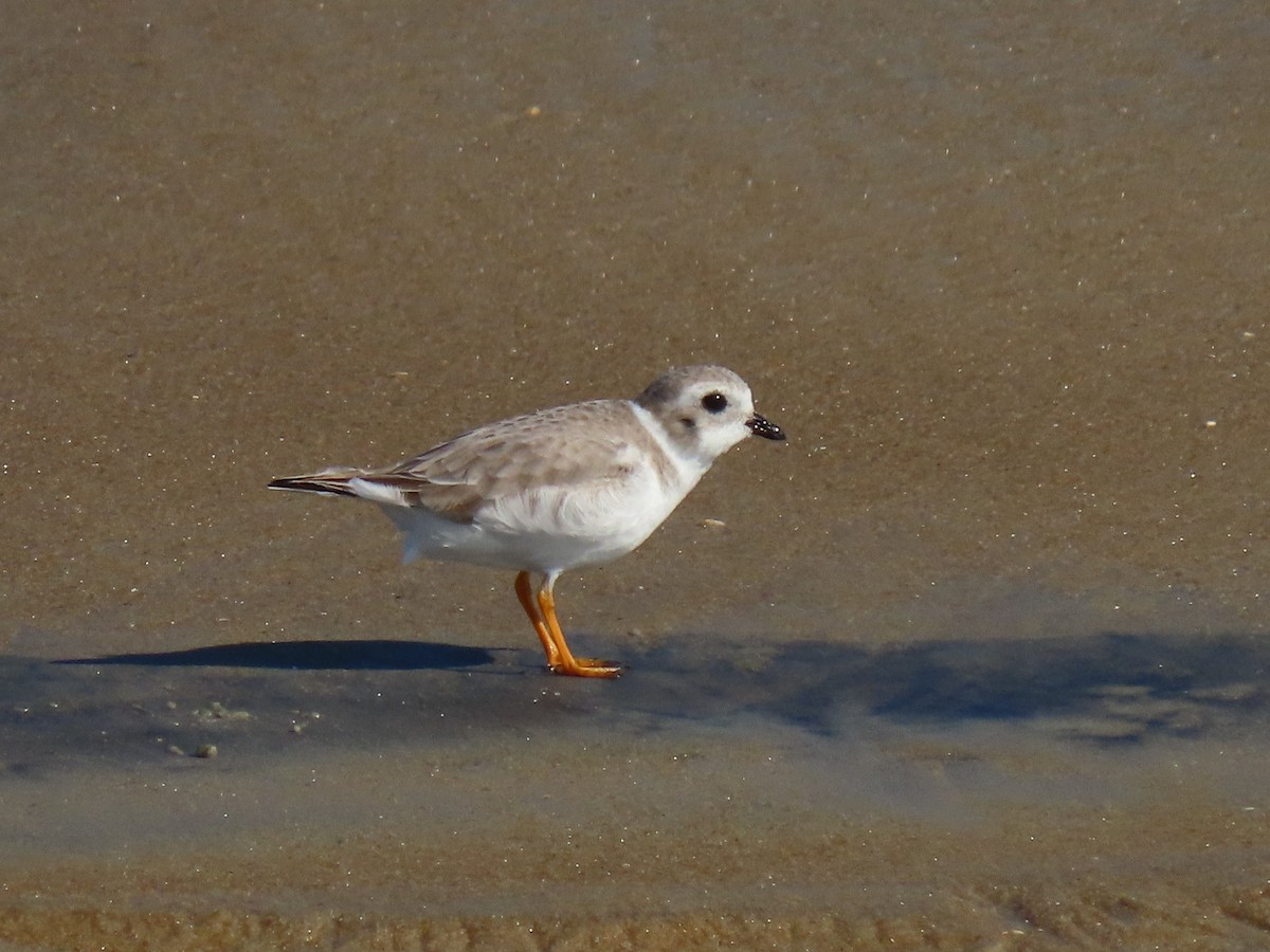 Flötenregenpfeifer - ML644884304