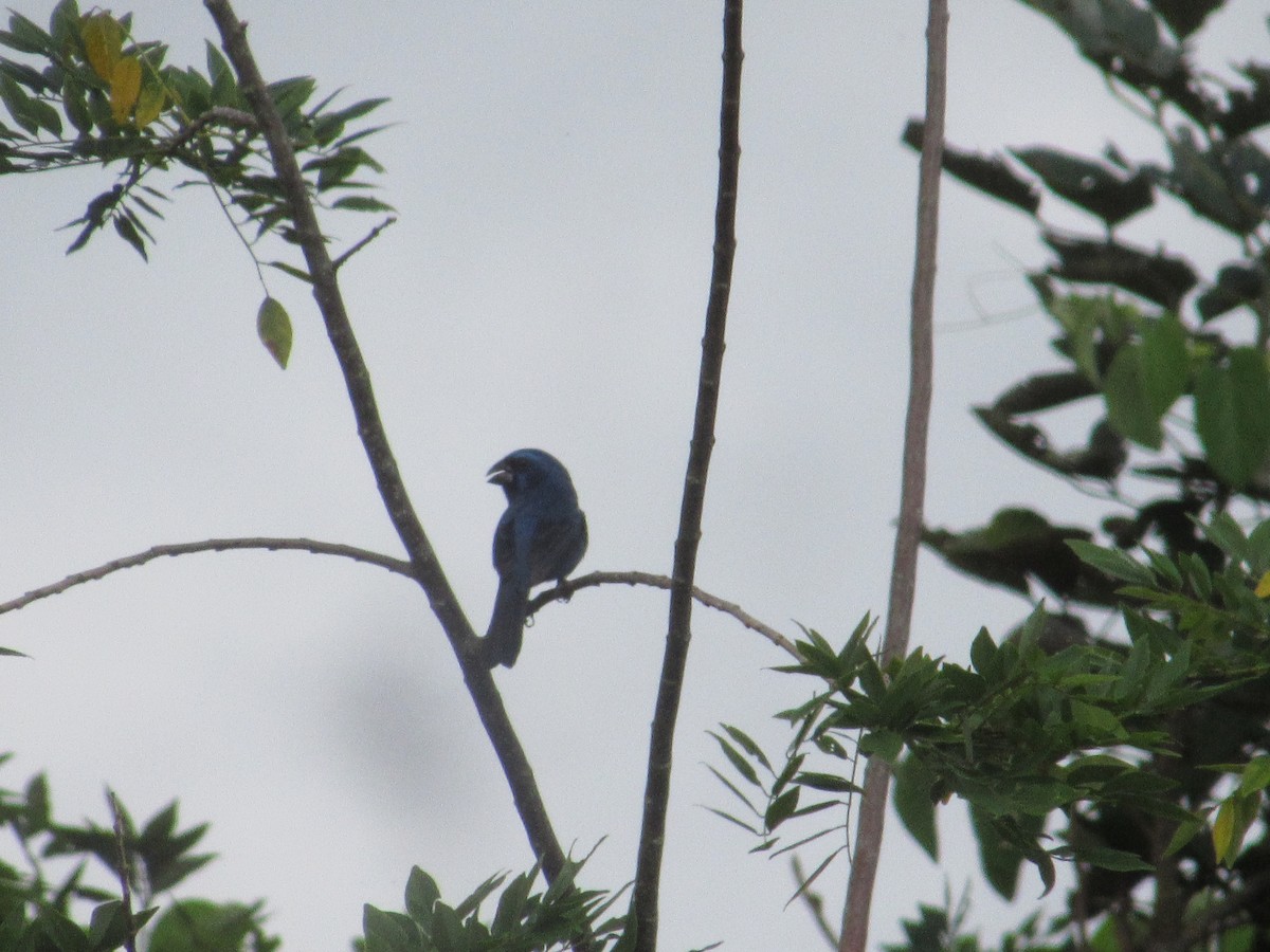 Ultramarine Grosbeak - ML644884305