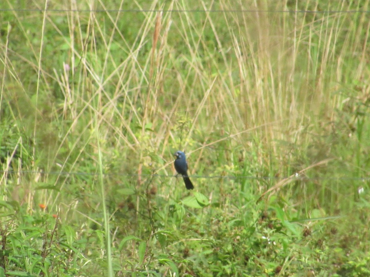 Ultramarine Grosbeak - ML644884306