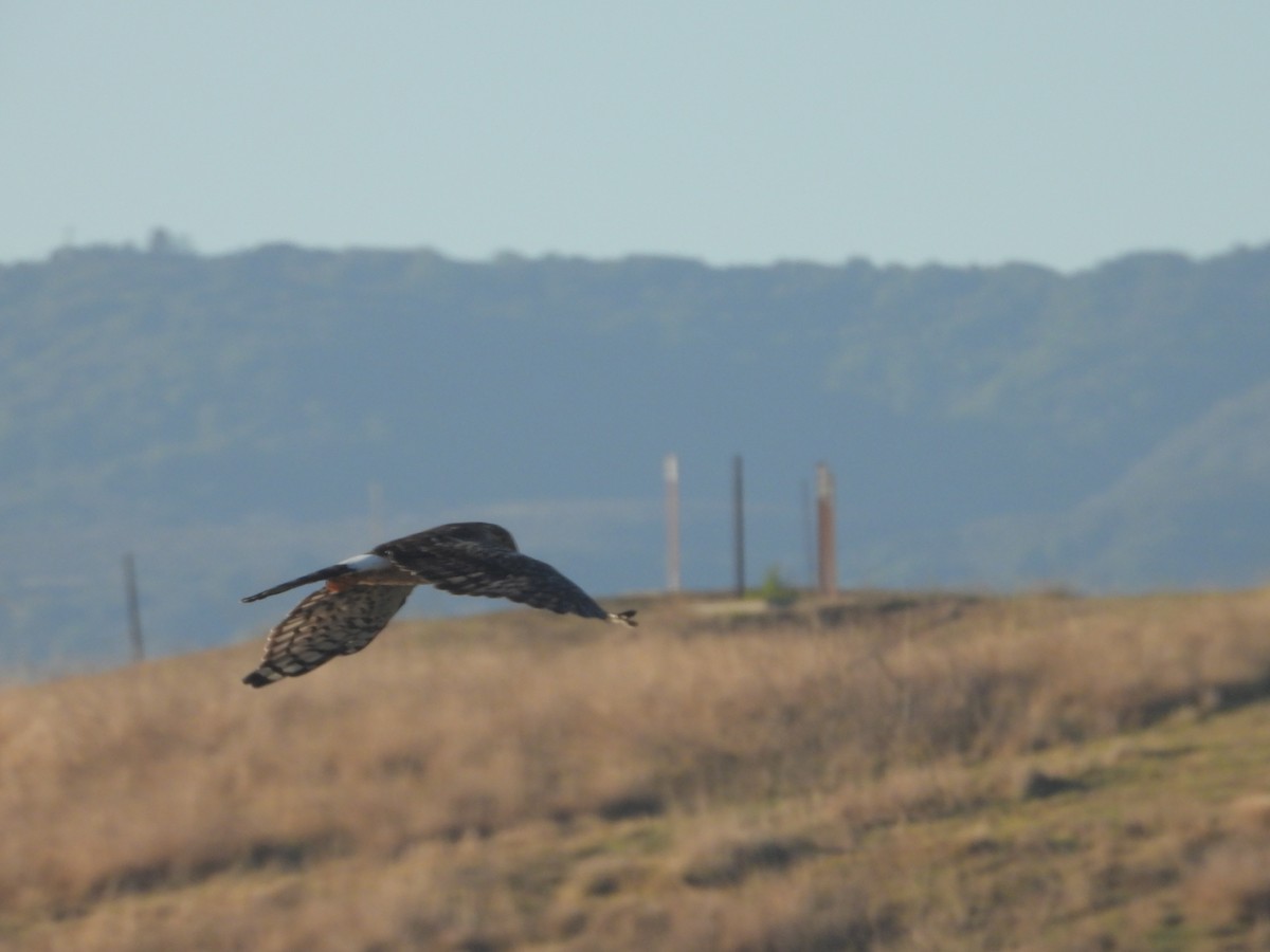 moták severoamerický - ML644884315