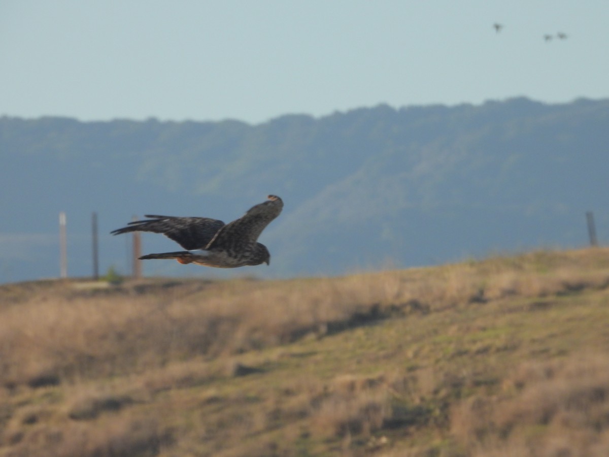 moták severoamerický - ML644884316