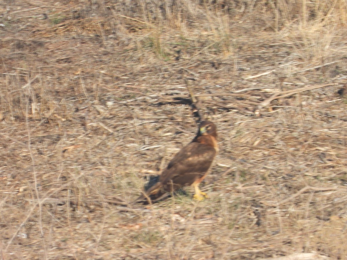 moták severoamerický - ML644884317